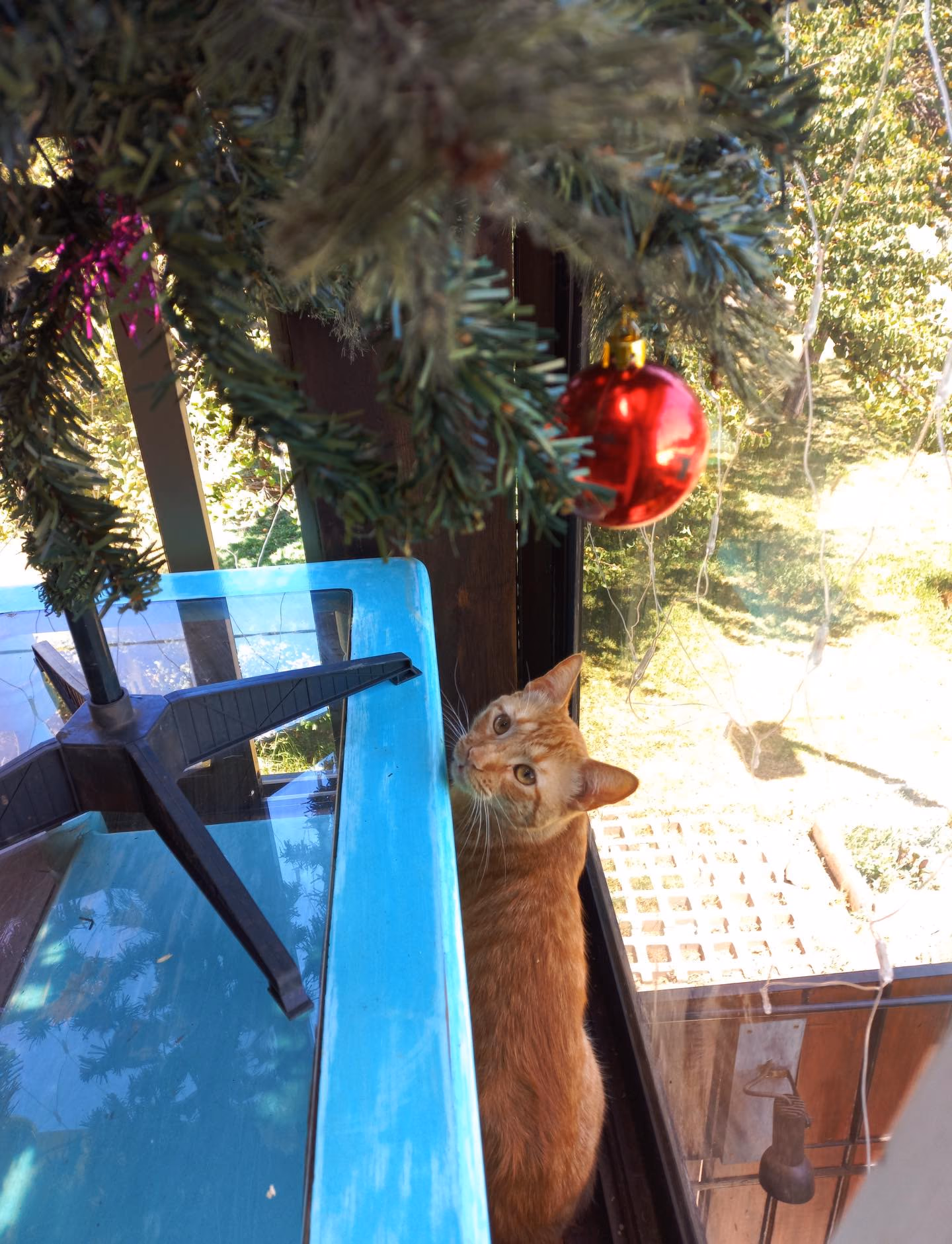 Gato naranjo asomándose junto a una estructura celeste y un árbol de navidad