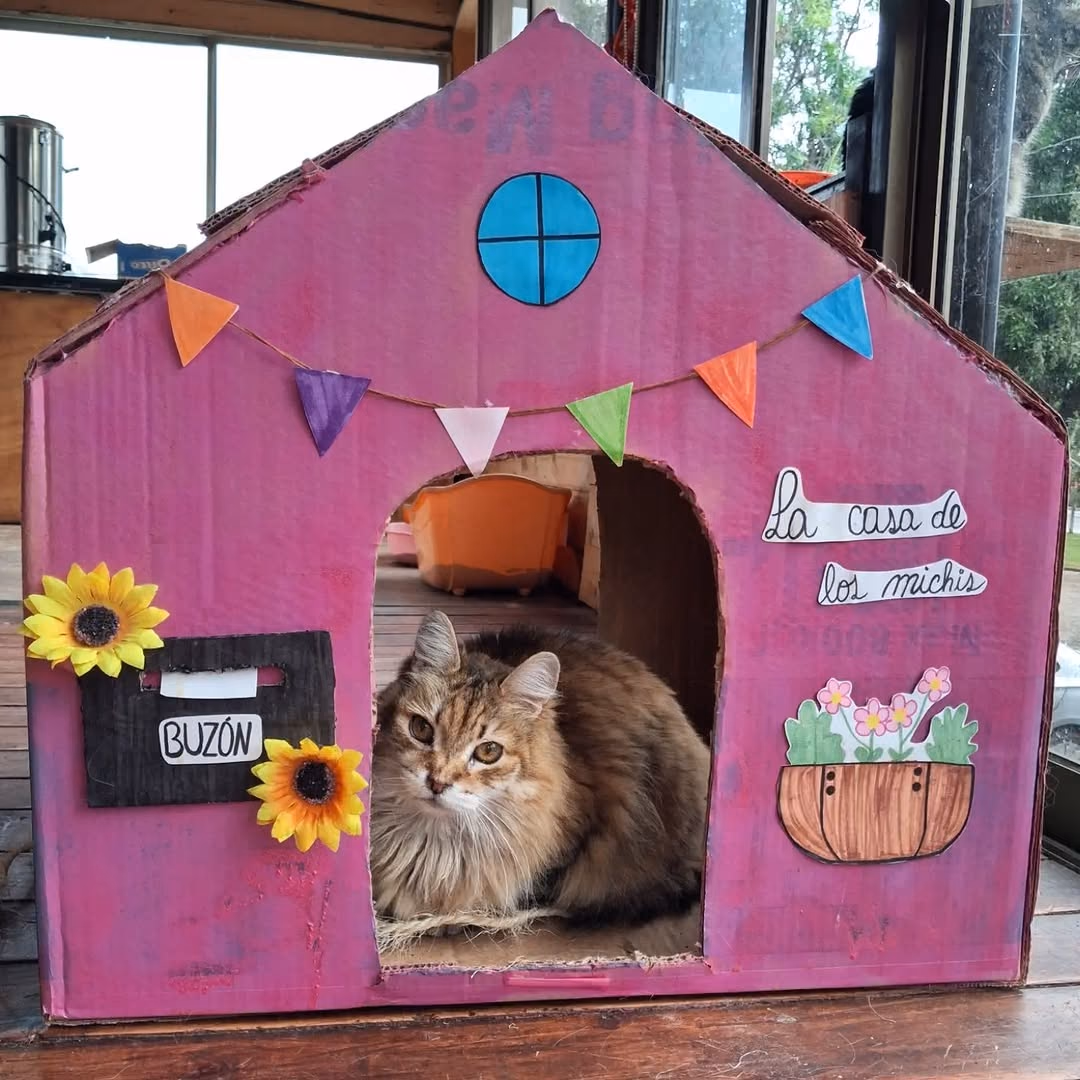 Gato atigrado dentro de una casita de cartón rosada con banderines, un buzón y el cartel "La casa de los michis"